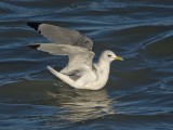 Kittiwake