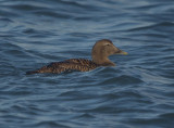 Eider-Somateria mollissima