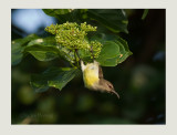  Purple-rumped Sunbird (Leptocoma zeylonica) 