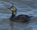 Shag - Phalacrocorax aristotelis