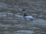 Black-necked Grebe (Podiceps nigricollis) 