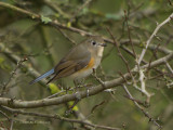 Red-flanked Bluetail