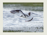 Little Gull