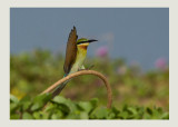 Blue-tailed Bee-eater (Merops philippinus)