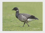 Brent Goose