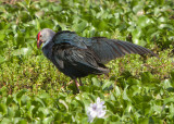 Purple Swamphen