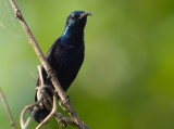 Purple Sunbird