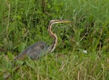 Purple Heron - Ardea purpurea