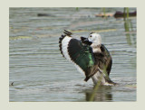 Cotton Pygmy Goose or Cotton Teal (Nettapus coromandelianus)