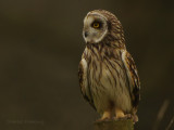 Short-eared Owl (Asio flammeus) 