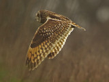 Short-eared Owl (Asio flammeus) 