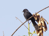  Northern Black Flycatcher (Melaenornis edolioides)