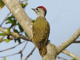 Cardinal Woodpecker (Dendropicos fuscescens) 