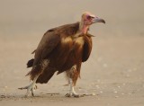 Hooded vulture - Necrosyrtes monachus