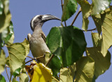 African grey hornbill (Tockus nasutus)