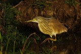 Squacco Heron