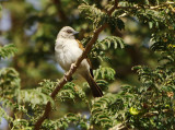 Northern Grey-headed Sparrow - Passer griseus