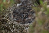 Lesser Redpoll