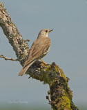 Mistle Thrush - Turdus viscivorus