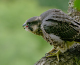 Peregrine