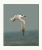 Sandwhich Tern