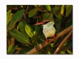 Blue Breasted Kingfisher - Halcyon malimbica) 