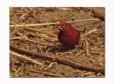 Red-billed Firefinch - Lagonosticta senegala 