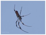 Large Spider - Heteropoda venatoria