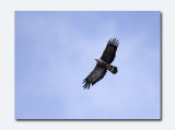  African harrier-hawk