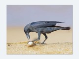 Indian House Crow