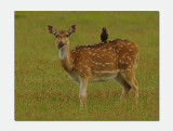 Common Mynah with Sri Lankan axis deer (Axis axis ceylonensis) 