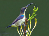 Lotens Sunbird-Cinnyris lotenius