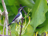 Lotens Sunbird-Cinnyris lotenius