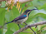 Lotens Sunbird-Cinnyris lotenius