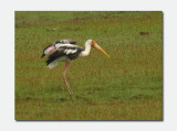 Painted Stork  (Mycteria leucocephala) 