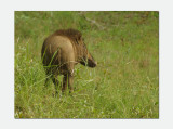 Indian boar (Sus scrofa cristatus)