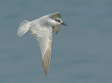 Whiskered Tern