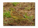 Cirl Buntings - Emberiza cirlus