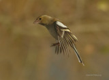 Chaffinch