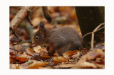 Red Squirrel