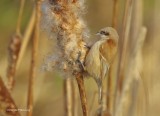 Penduline Tit