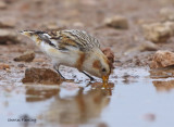 Snow Bunting