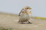 Snow Bunting