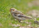 Snow Bunting