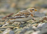 Snow Bunting