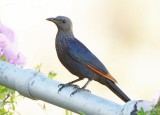 Red-winged Starling - Onychognathus morio 