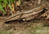 Cape skink (Trachylepis capensis)