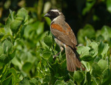 Cape sparrow or mossie (Passer melanurus)