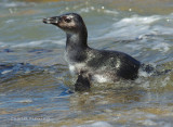 African Penguin Spheniscus demersus