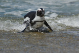 African Penguin Spheniscus demersus